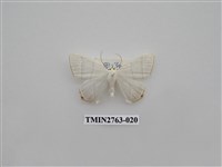 藏品(尺蛾332)的圖片